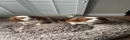 Cavalier King Charles Spaniel dogs for sale: Cavalier King Charles Spaniel KC Puppies - Advert 10