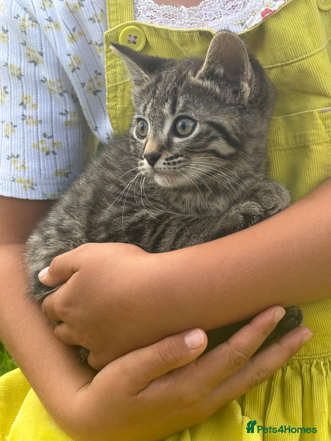 Mixed Breed cats for sale: kittens looking for their forever home - Image 10