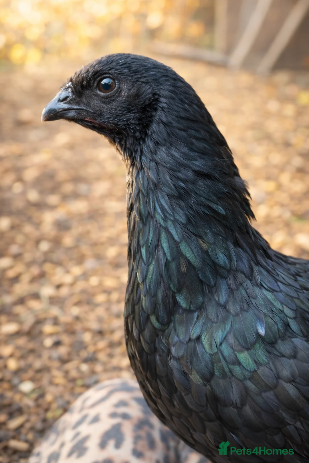 Chickens poultry for sale: Rare Black Sumatra Hatching Eggs - Pack of 6  - Advert 2