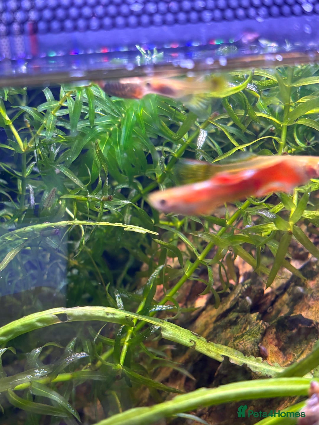 Mollies fish for sale: Mollies - Advert 1