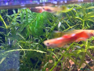 Mollies fish Mollies - Advert 1