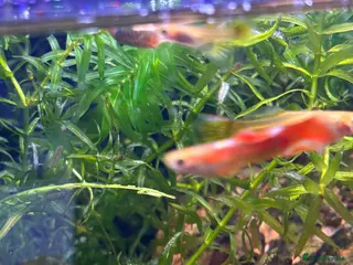 Mollies fish Mollies - Advert 4