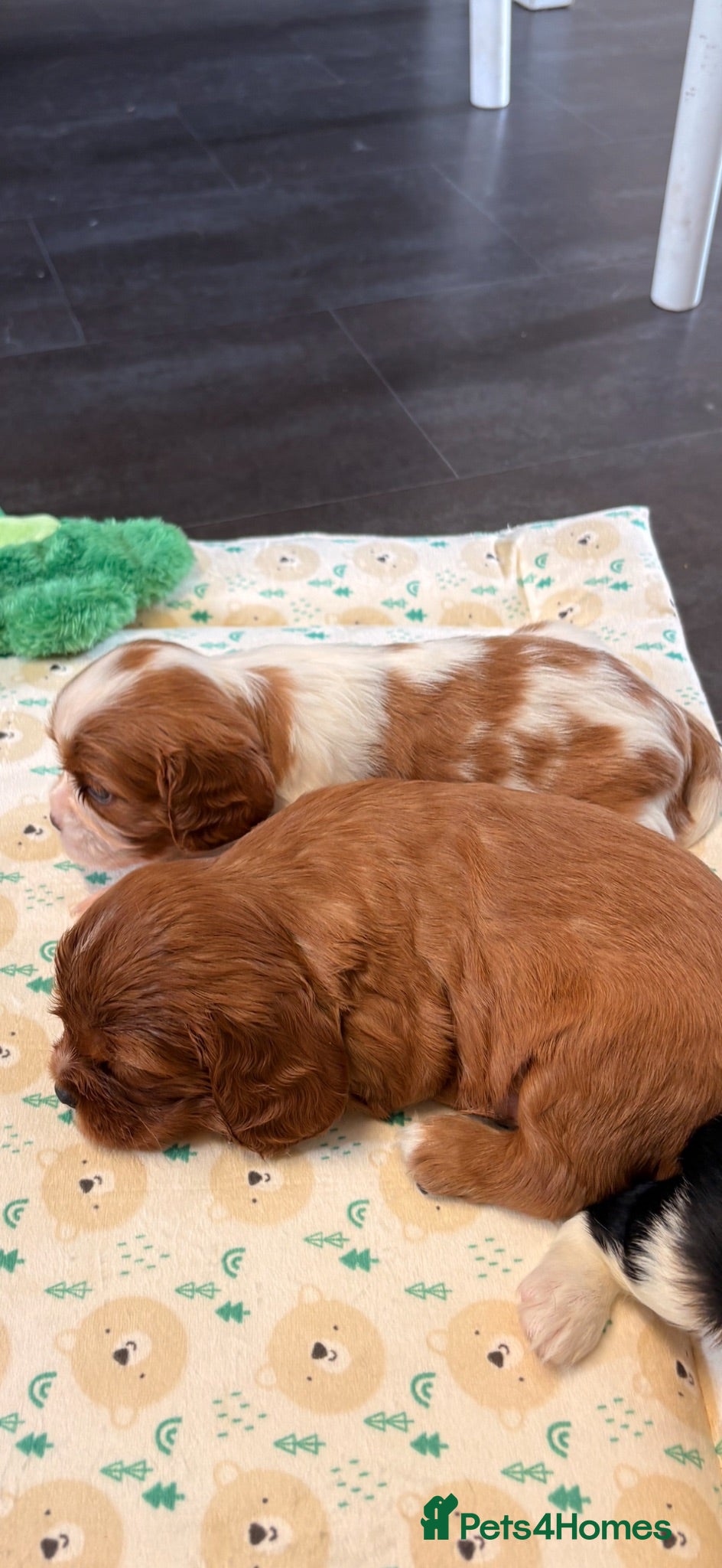 Cavalier King Charles Spaniel dogs for sale: KC registered parents/DNA tested. - Advert 1