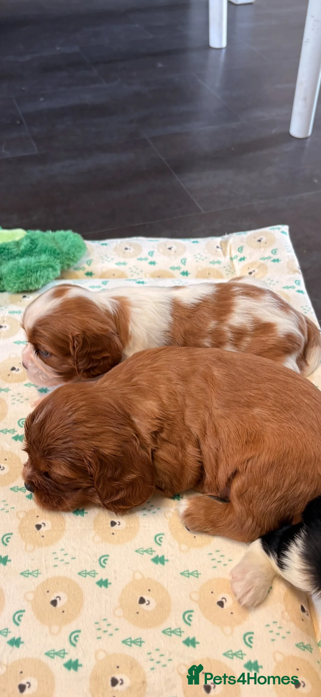 Cavalier King Charles Spaniel dogs for sale: KC registered parents/DNA tested. - Advert 1