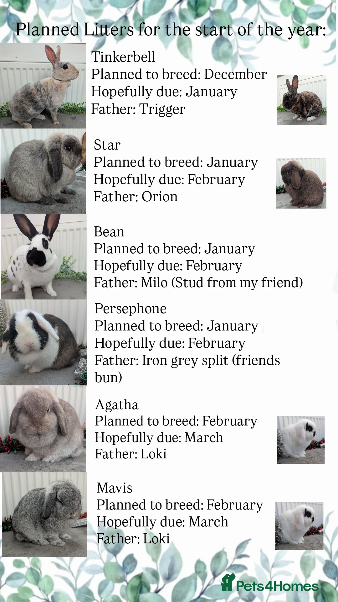 Mini Lop rabbits for sale: Mini lop babies waiting list  - Advert 15