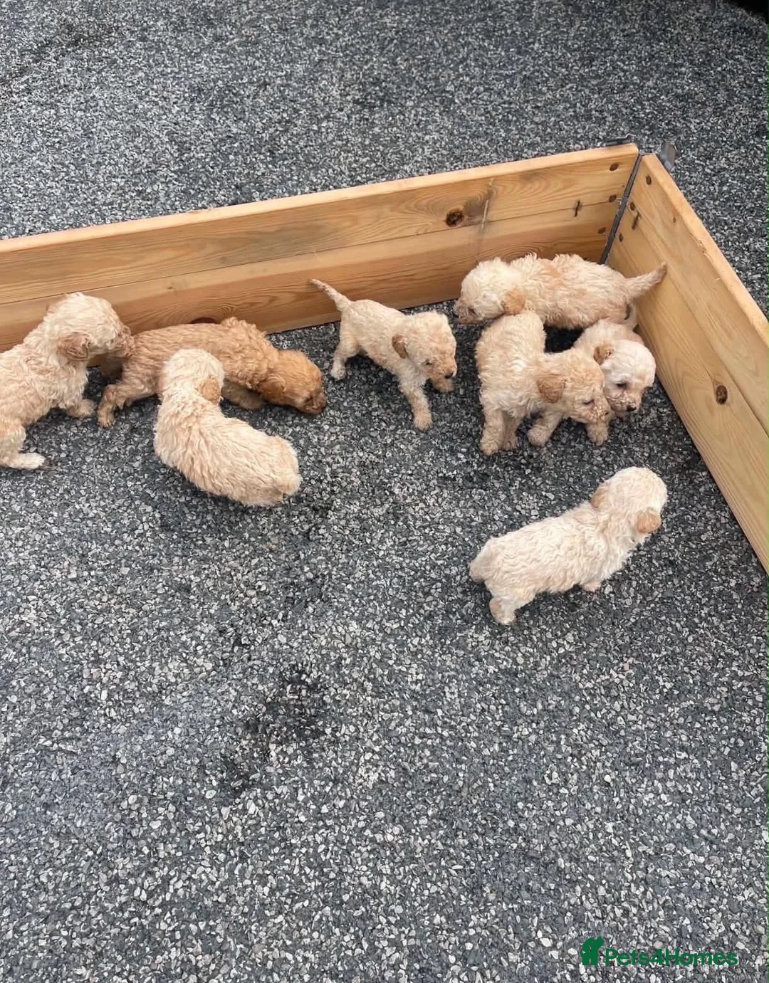 Poochon dogs for sale: Poochon puppy’s for sale  in Leeds - Advert 3