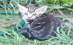 Mixed Breed cats for sale: Half Bengal kittens  - Image 17