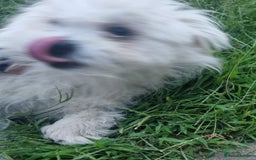 Bichon Frise dogs for adoption: KETHO - a superb, little boy, for a Loving Home - Image 6