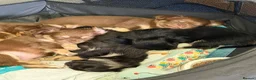 Chihuahua dogs for sale: Long haired chihuahua pups  in Rotherham - Advert 23
