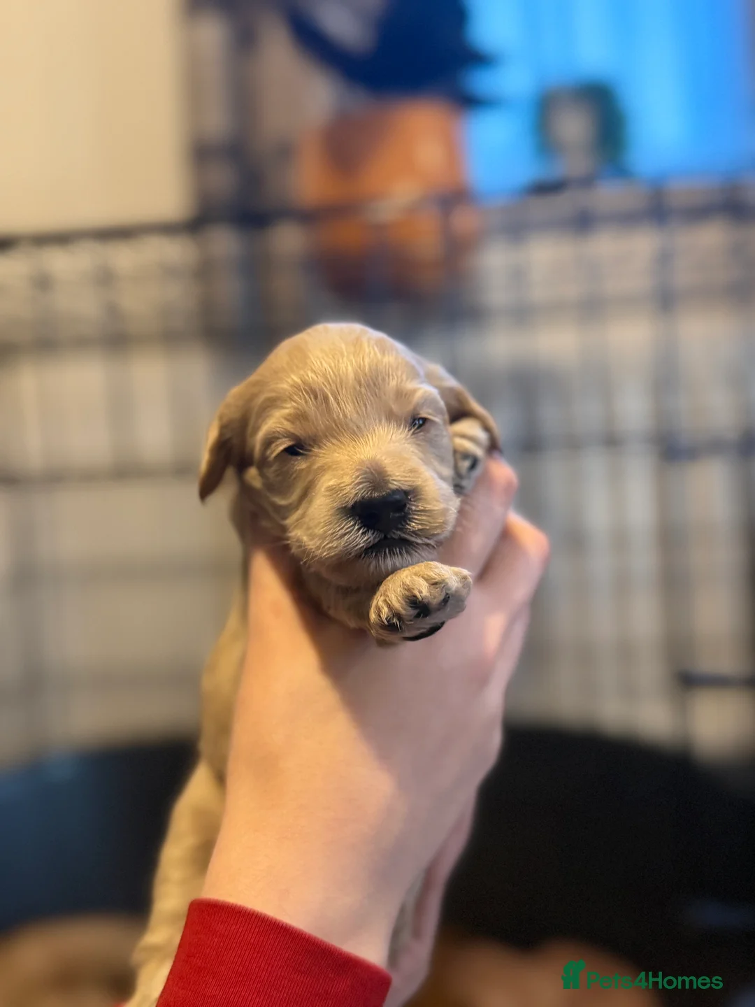 Cockapoo dogs for sale: F2B Cockapoo puppies - Advert 2