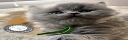 British Shorthair cats for sale: Exception quality,Champion bloodlines GCCF/TICA🏆 - Advert 5