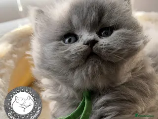 British Shorthair cats EXC. QUALITY BSH KITTENS FROM CHAMPIONS LINE 🏆 - Advert 1