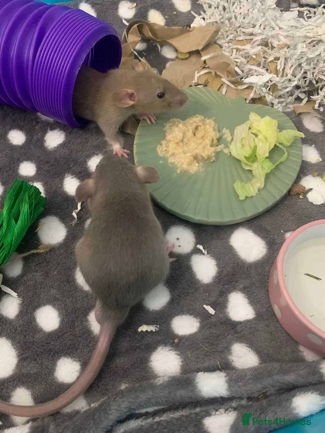 Rat rodents for sale: Male dumbo rats  in Reading - Advert 5