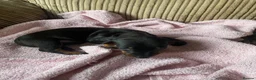 Miniature Dachshund dogs for sale: Mini dachshund puppies  in Dalkeith - Advert 17