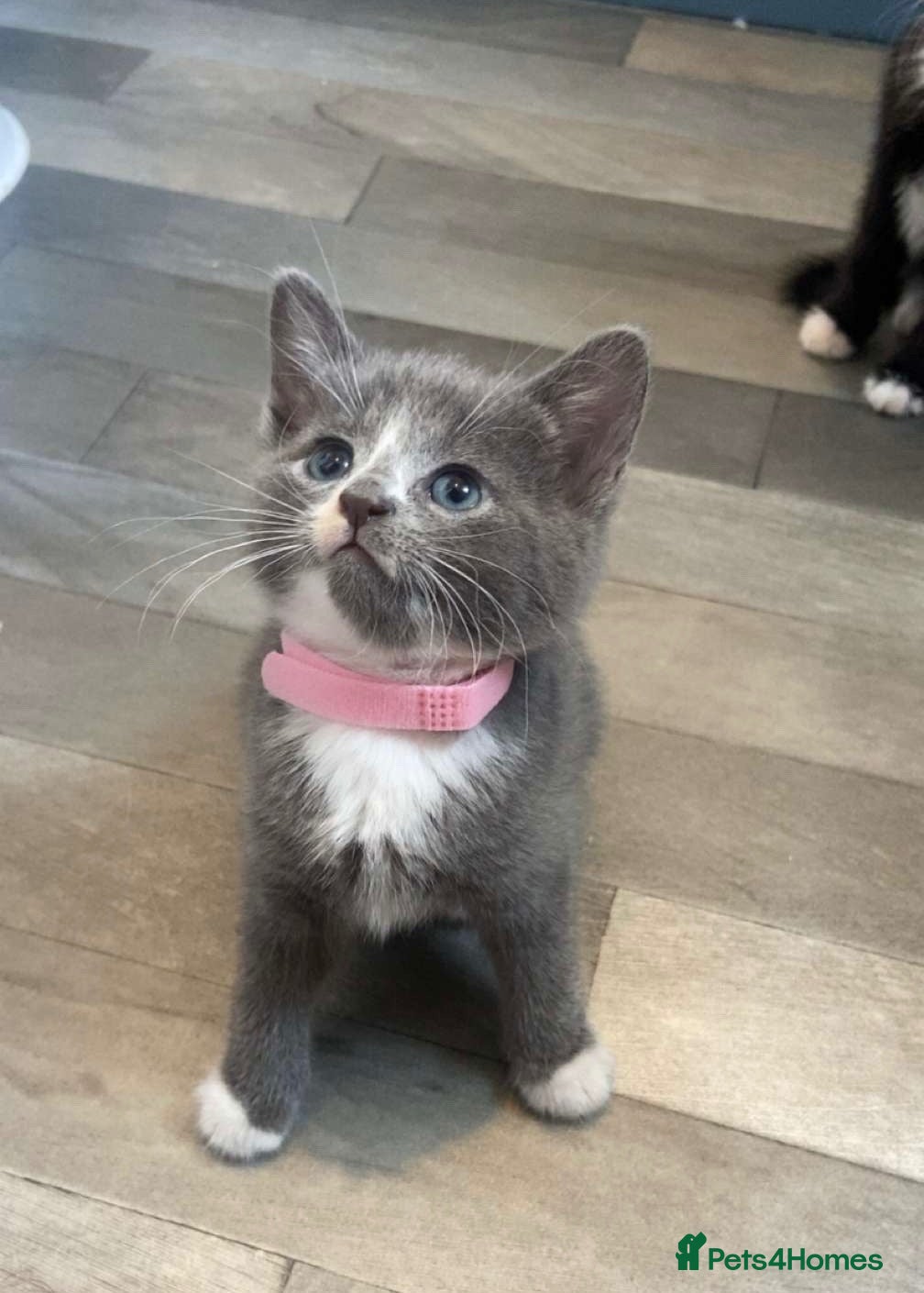 Mixed Breed cats Stunning Russian Blue Mixed Kittens - Advert 18