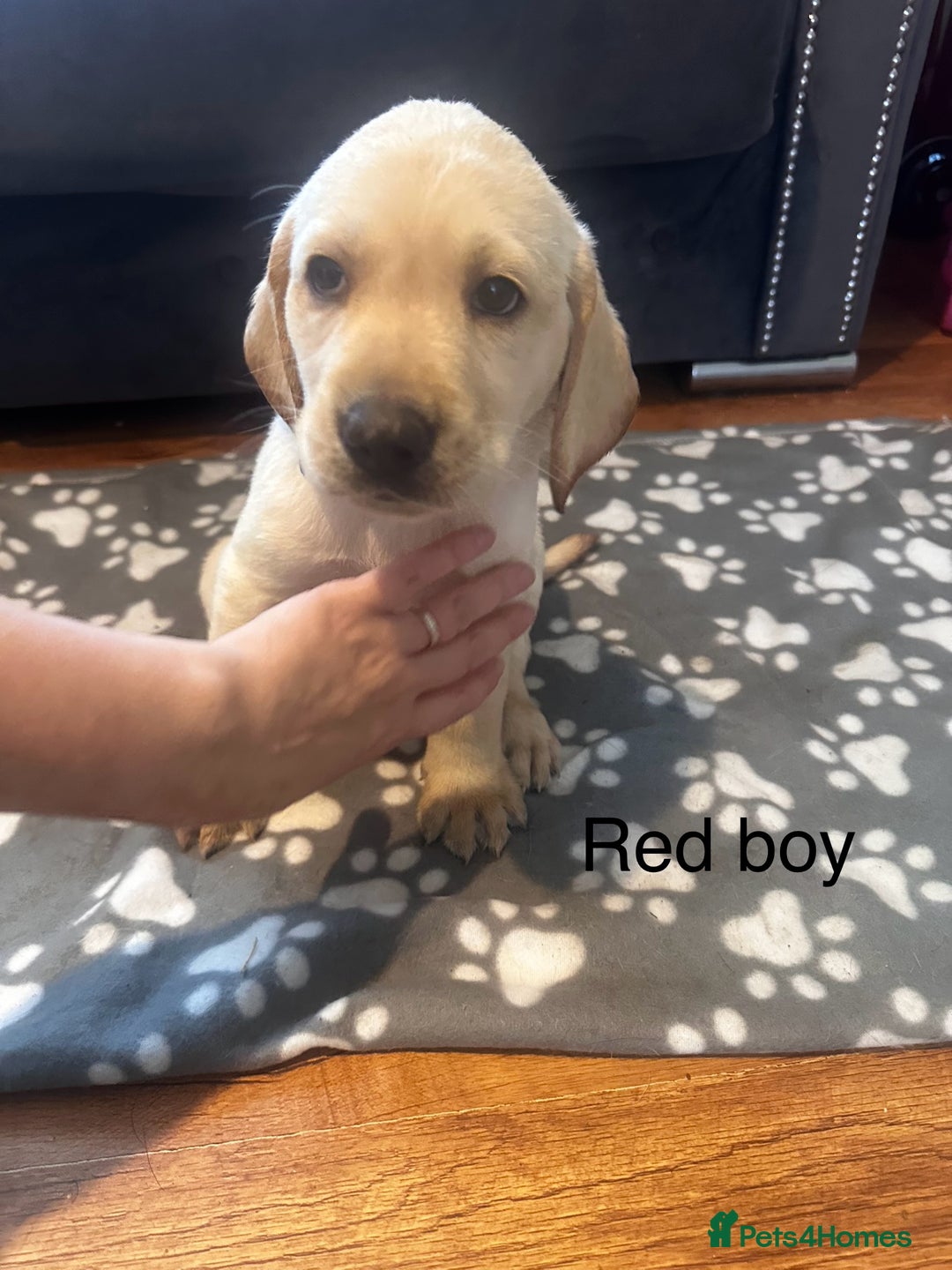 Labrador Retriever dogs for sale:  Labrador puppies - Ready now  in Aberdeen - Image 15