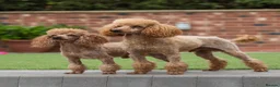 Poodle dogs for stud: Donnajays  5* PROVEN, HEALTH TESTED & PROFESSIONAL - Advert 16