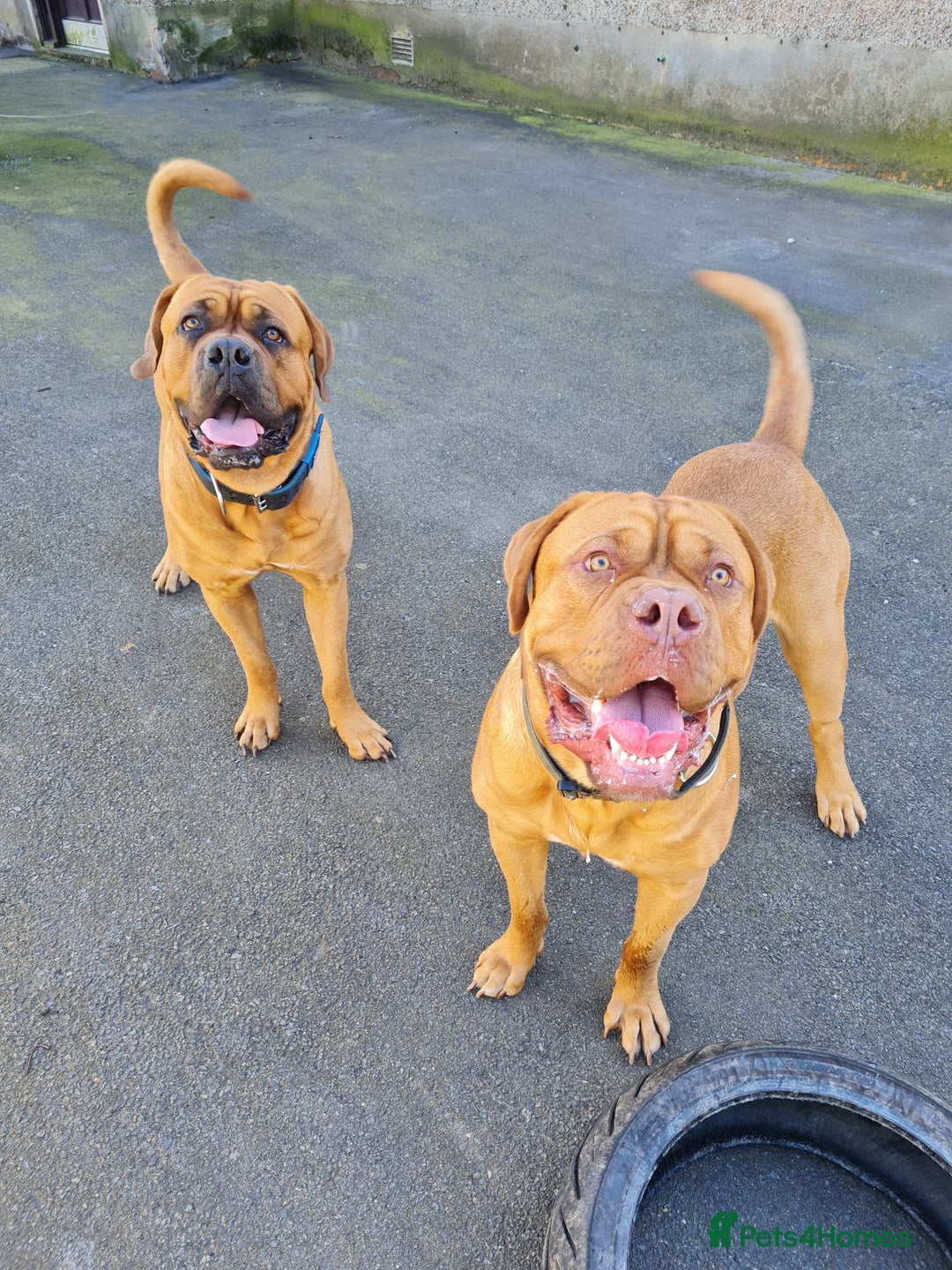 Dogue De Bordeaux dogs for stud: DOGUE DE BORDEUX STUD  in Glasgow - Image 7
