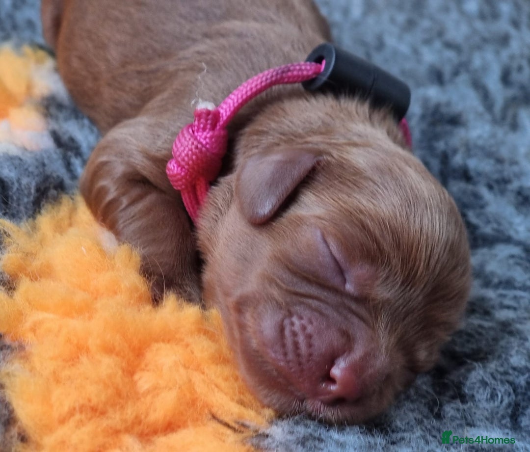 Poodle dogs for stud: Kc Fox red toy poodle for stud  - Image 29