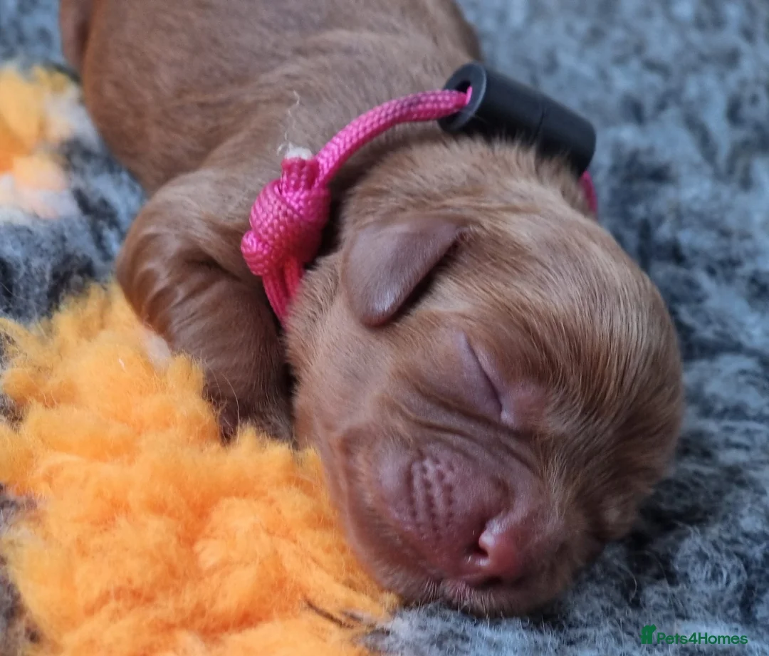 Poodle dogs for stud: Kc Fox red toy poodle for stud  - Advert 29