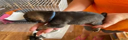 Border Terrier dogs for sale: 5 absolutely gorgeous girls and a bruiser of a boy - Advert 7