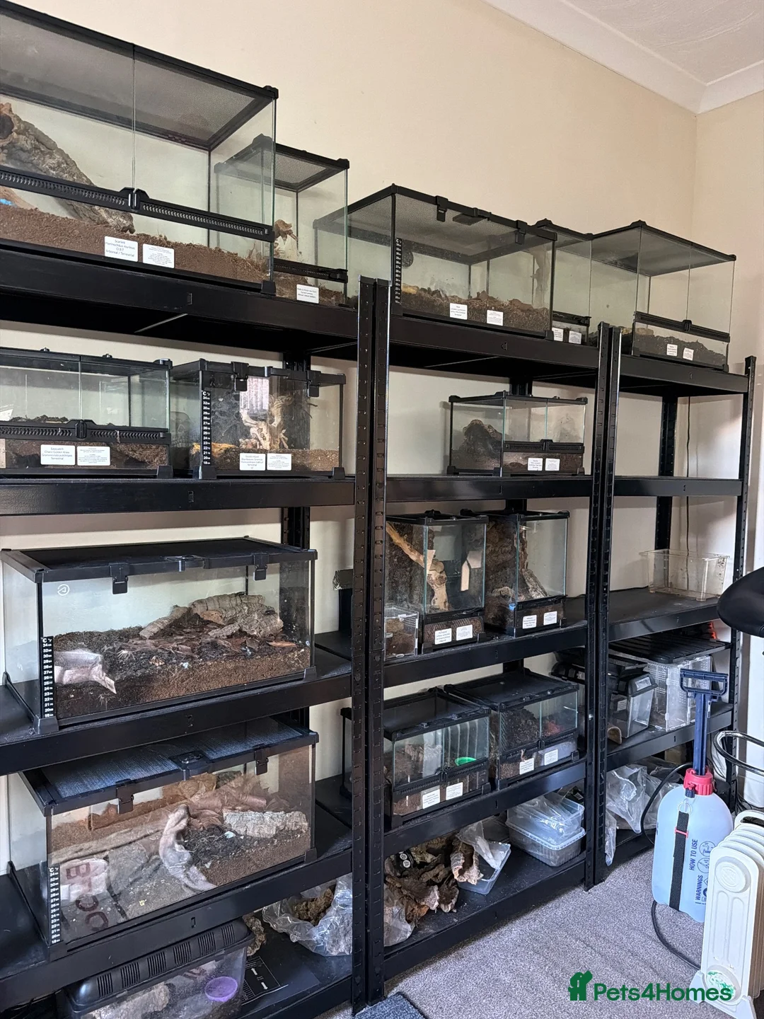 Tarantulas invertebrates for sale: Arachnids / Scorpions - Advert 2