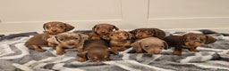 Miniature Dachshund dogs for sale: Stunning miniature dachshund puppies - Advert 10