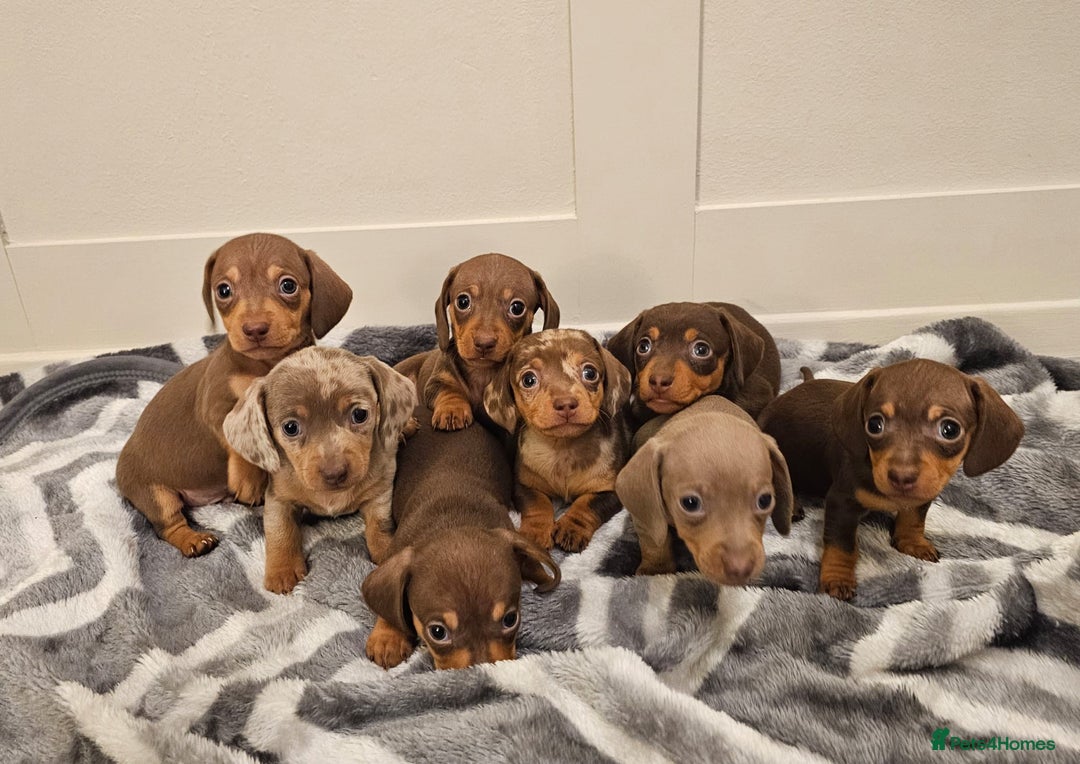 Miniature Dachshund dogs for sale: Stunning miniature dachshund puppies - Advert 10