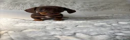 Miniature Dachshund dogs for sale: Miniature dachshund puppies  - Advert 2