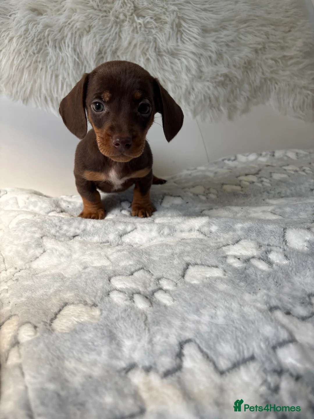Miniature Dachshund dogs for sale: Miniature dachshund puppies  - Advert 2