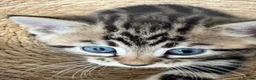 Mixed Breed cats for sale: 2 Gorgeous Female kittens available now  in Horsham - Advert 5