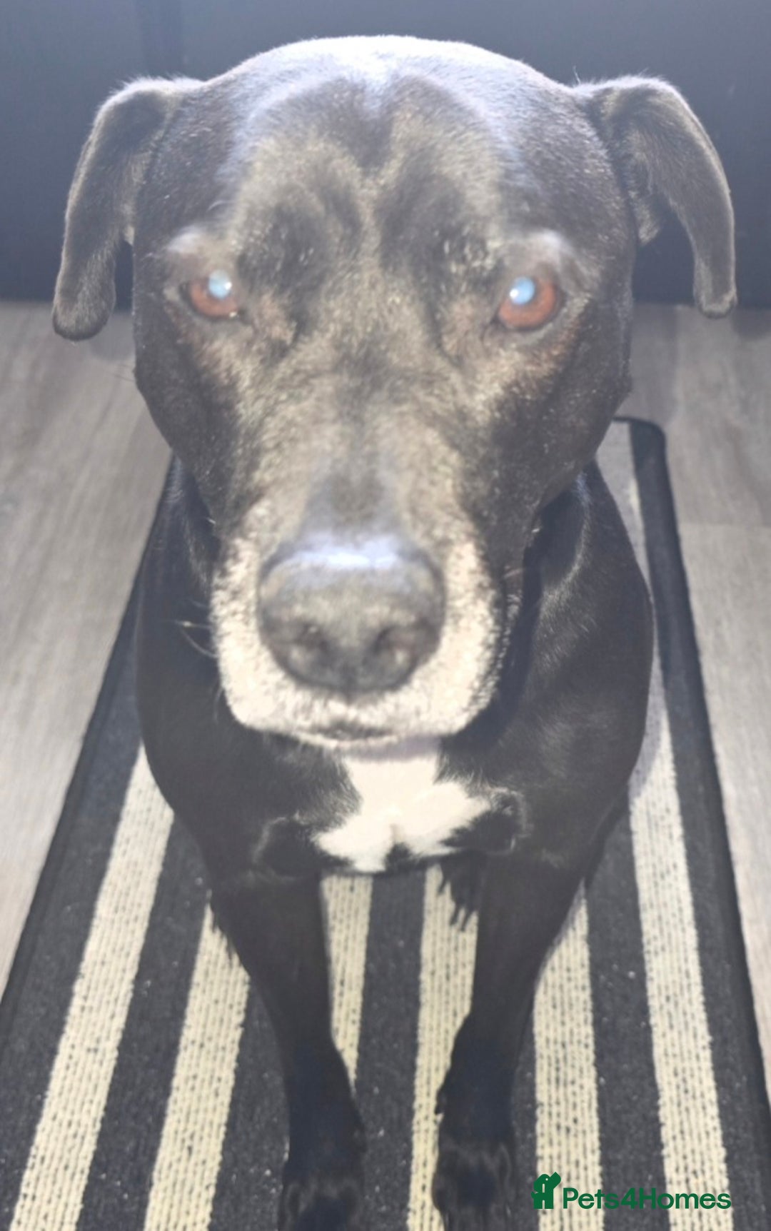 Mixed Breed dogs for sale: Diesel - Advert 4