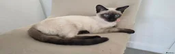 Siamese cats for sale: 8 month old confident siamese  in Southampton - Advert 5