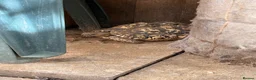 Tortoise reptiles for sale: Female leopard tortoise  - Advert 3
