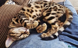 Bengal cats for sale: Bengal cat - Image 3