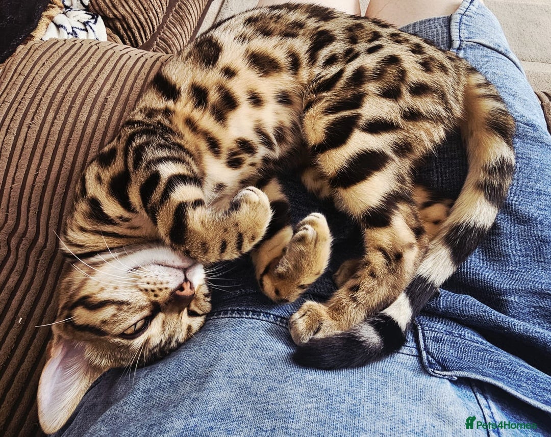 Bengal cats for sale: Bengal cat - Image 3