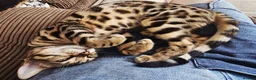 Bengal cats for sale: Bengal cat - Advert 3