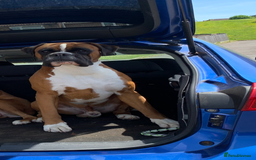 Boxer dogs for sale: Both parents are Heartscored 0 and DM clear KC reg - Image 5
