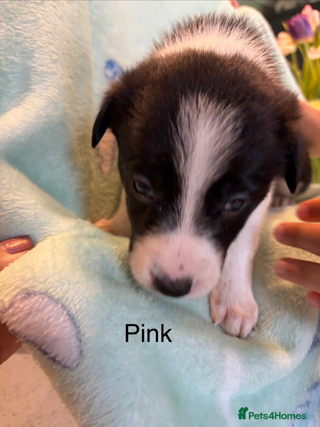 Border Collie dogs for sale: Boarder Collie puppies looking for active homes in Worcester - Advert 2