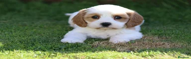 Cavachon boy 3