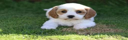 Cavachon dogs for sale: Beautiful Cavachon puppies for sale - Advert 8