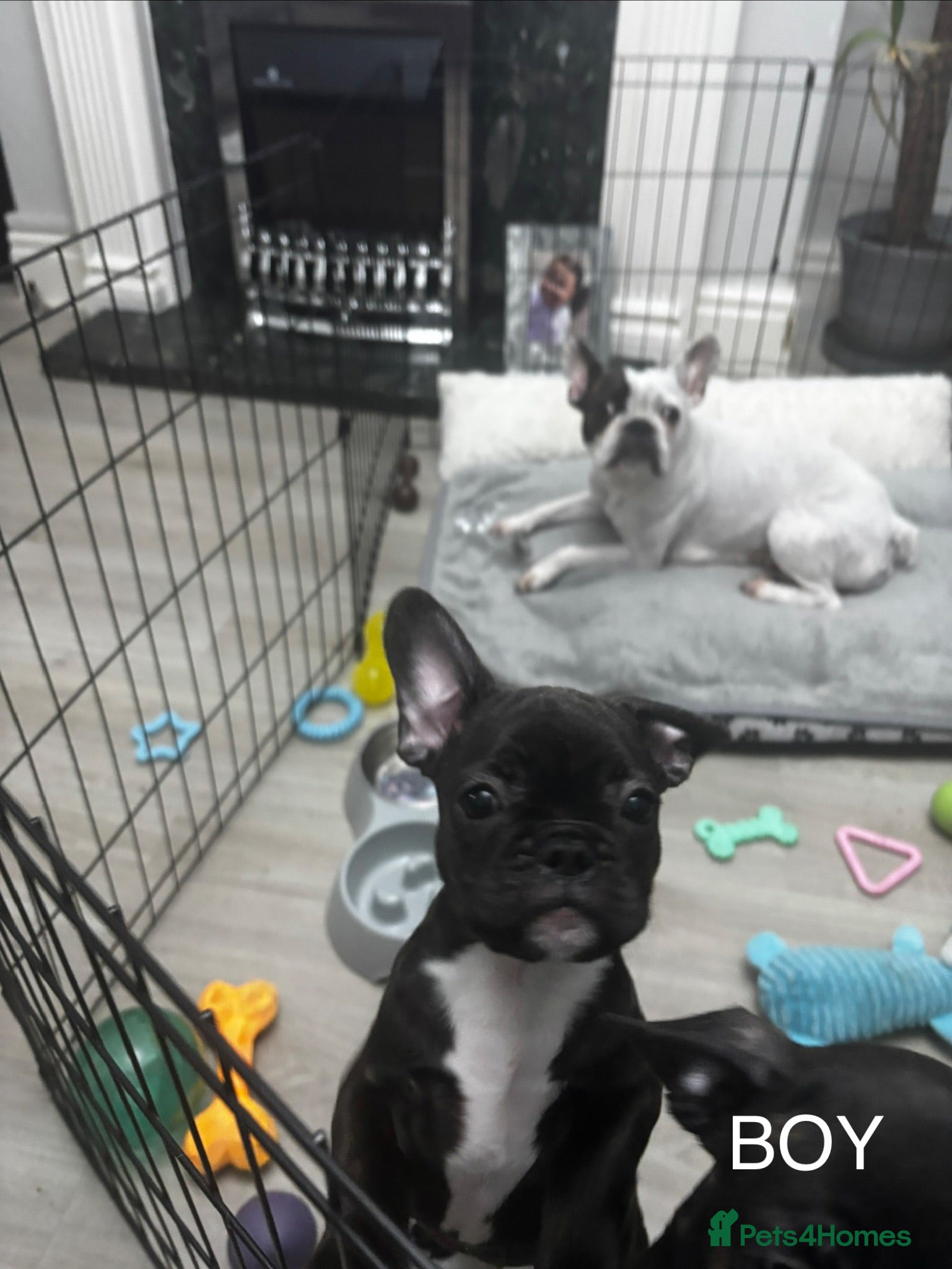 French Bulldog dogs  French bulldog puppies 1 male 1 female left - Advert 17