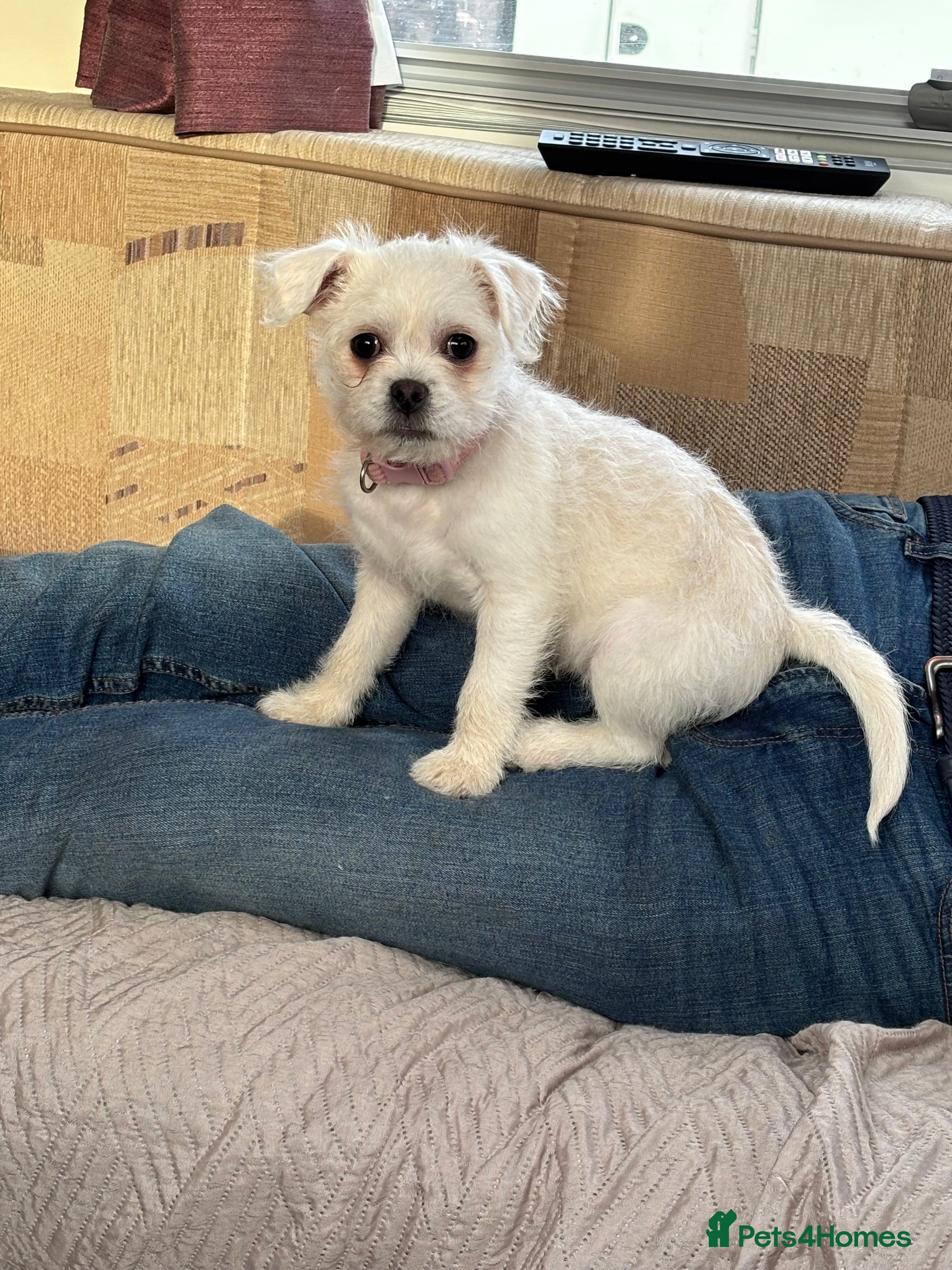 Mixed Breed dogs For Sale pug x bichon frise female  - Advert 1