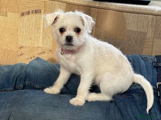 Mixed Breed dogs For Sale pug x bichon frise female - Advert 15