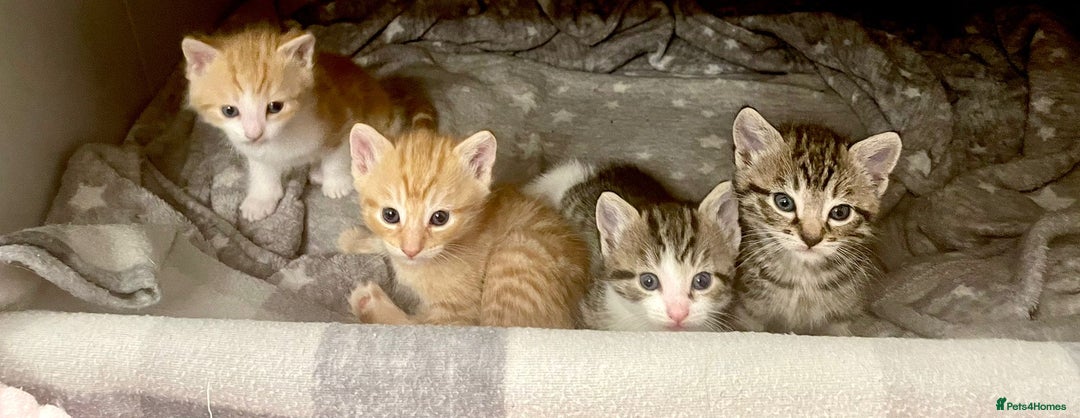 Mixed Breed cats for sale: ***BEAUTIFUL KITTENS*** Ready For New Homes - Image 13