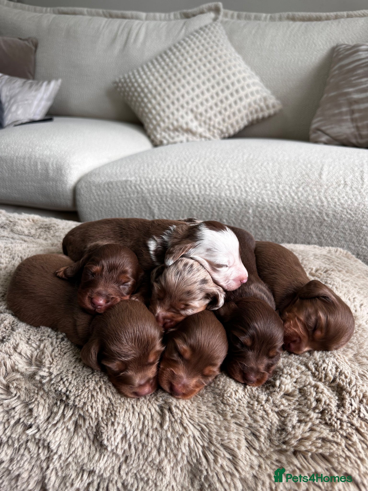 Miniature Dachshund dogs True beautiful miniature longhair dachshund  - Advert 6