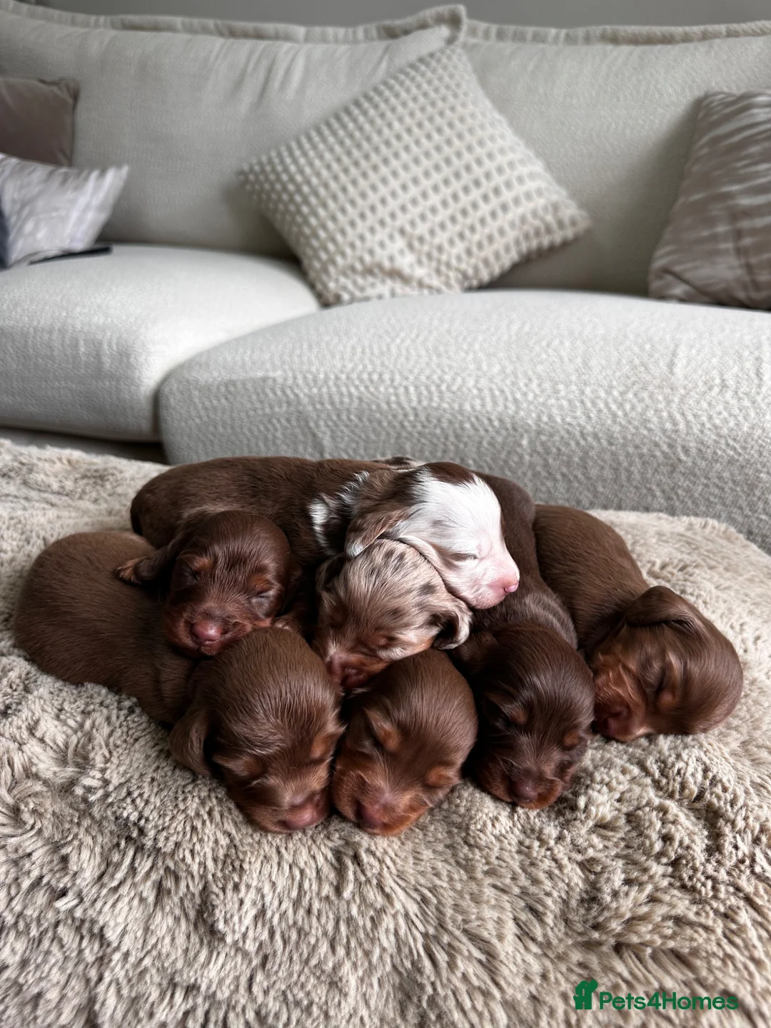 Miniature Dachshund dogs for sale: True beautiful miniature longhair dachshund  - Advert 1