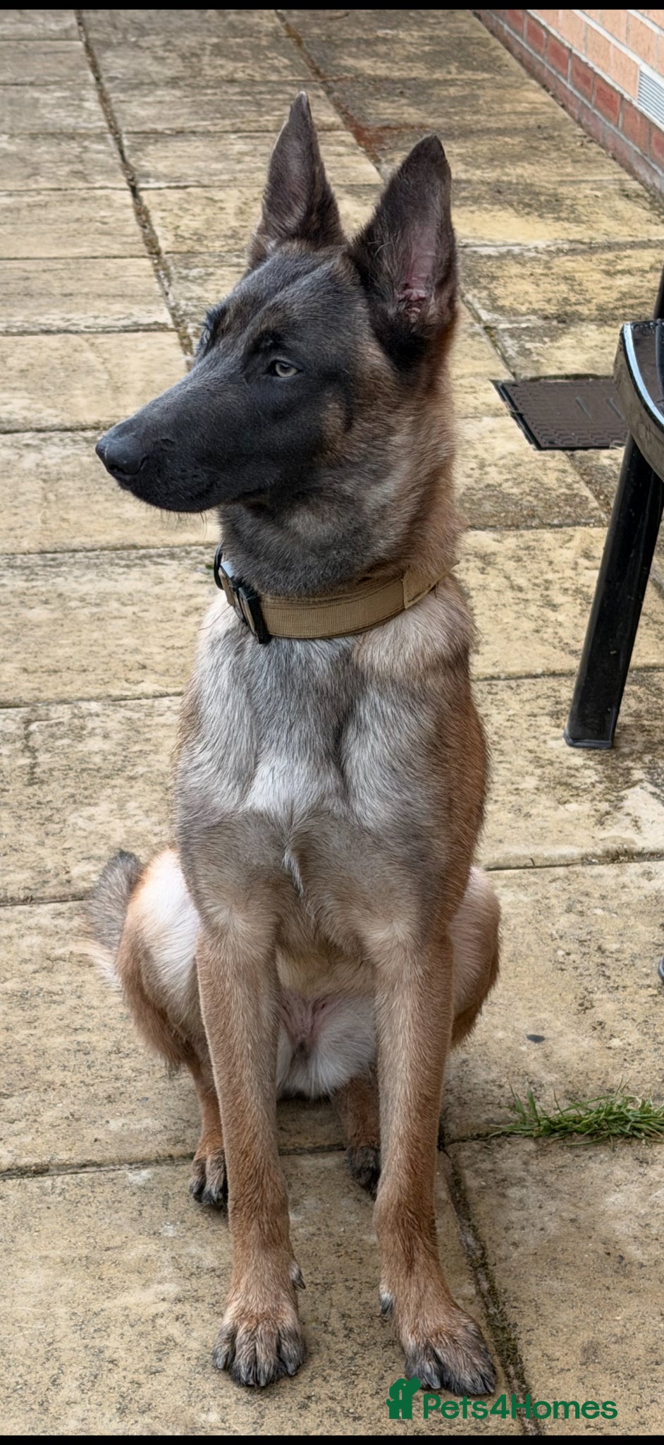 Belgian Shepherd Dog dogs 1 Year Old Belgian Malinois - Advert 1