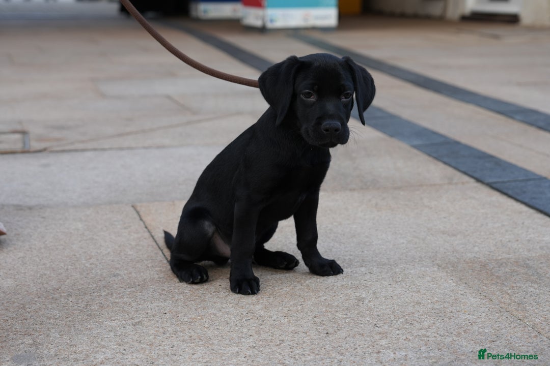 Labrador Retriever dogs for sale: Last 2 Black male labrador puppies vaccinated KC  - Advert 14