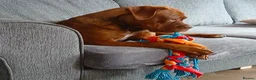 Mixed Breed dogs for sale: 1 year old dogue de bordeaux/neapolitan girl in Croydon - Advert 5